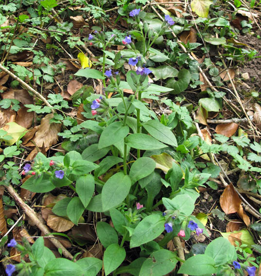 Pulmonaria4a