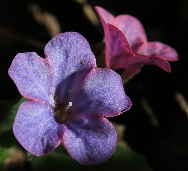 Pulmonaria7