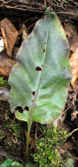 Pulmonaria6a