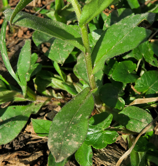 Pulmonaria5a