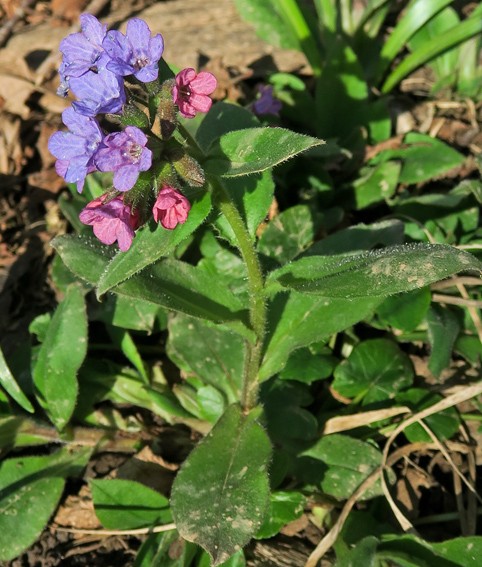 Pulmonaria5