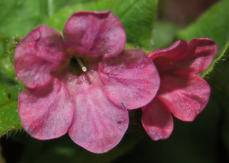 Pulmonaria9b