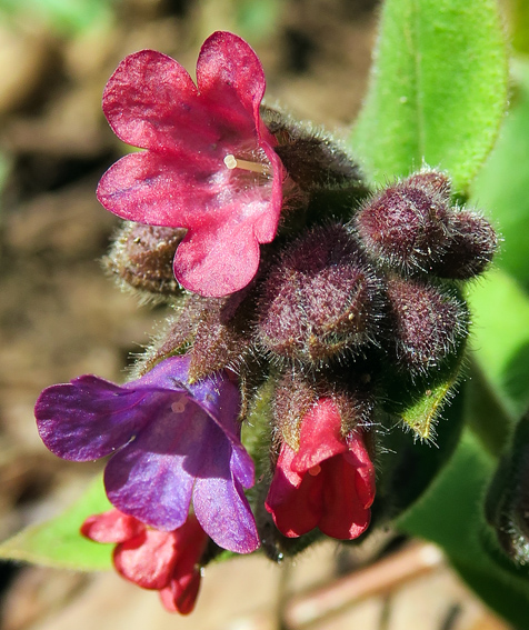 Pulmonaria8