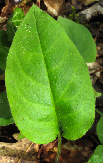 Pulmonaria6b