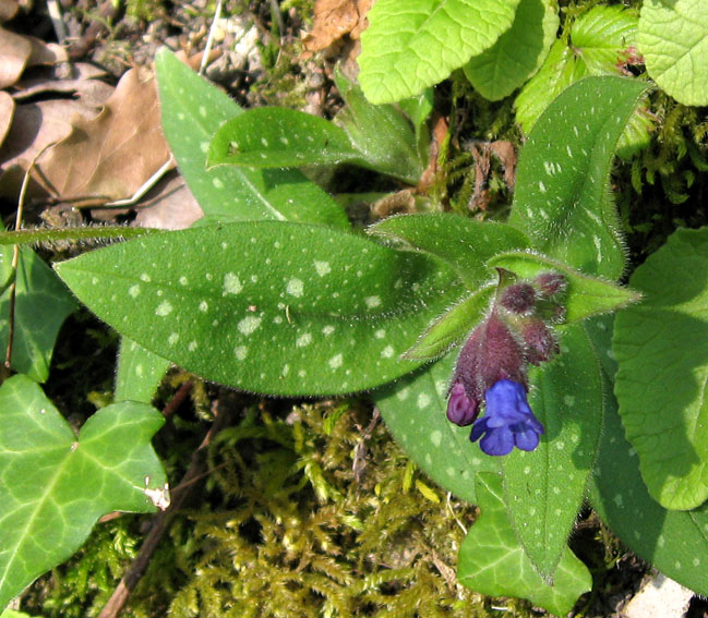Pulmonaria11b