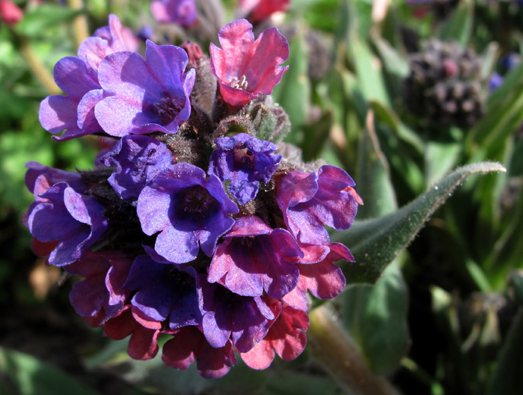 Pulmonaria13