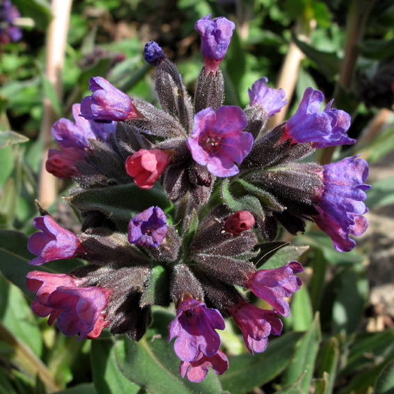 Pulmonaria14