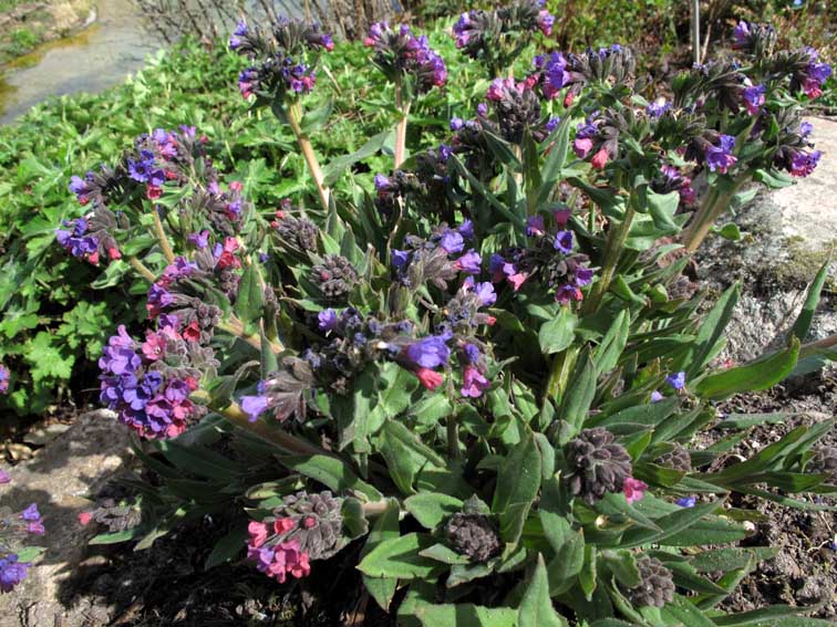 Pulmonaria12