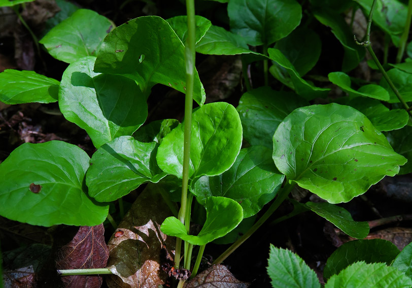 Pyrola0b