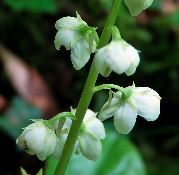 Pyrola2a