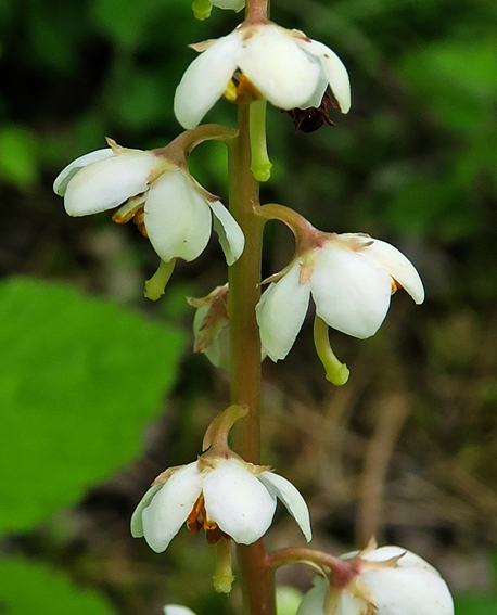 Pyrola3e