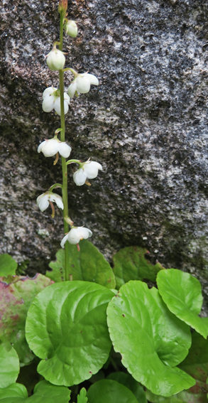 Pyrola1