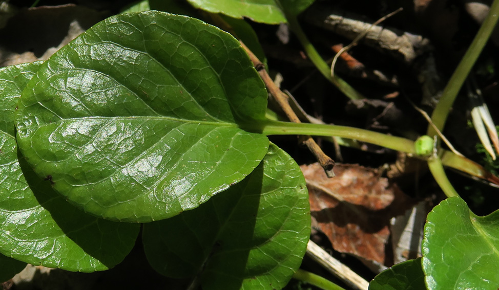 Pyrola3d