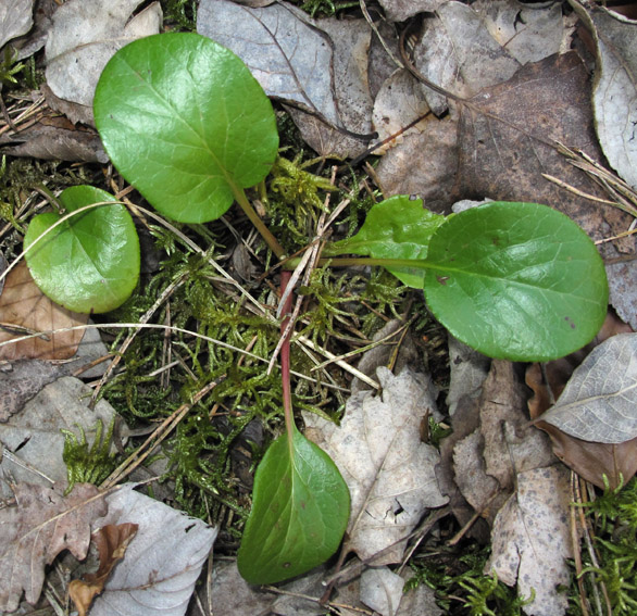 Pyrola0