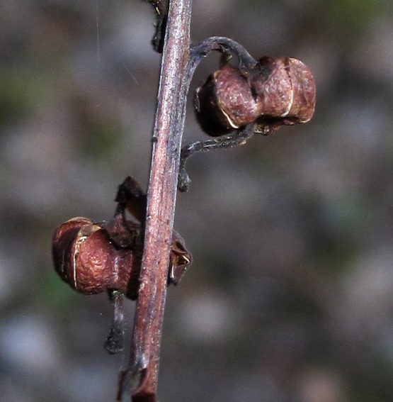 Pyrola4