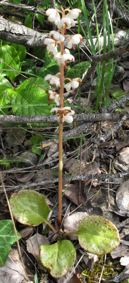 Pyrola00