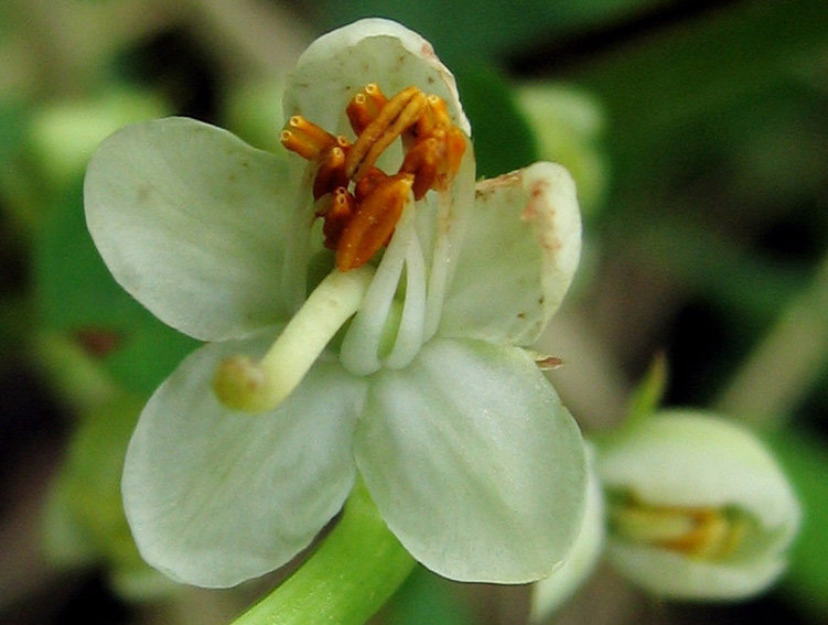 Pyrola3