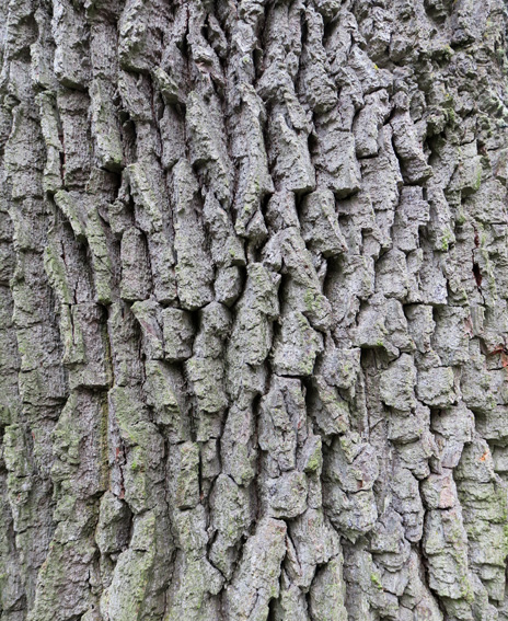 Quercus2a