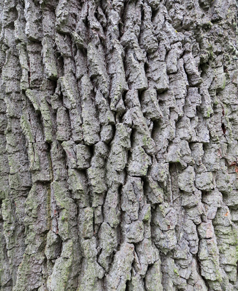 Quercus2a