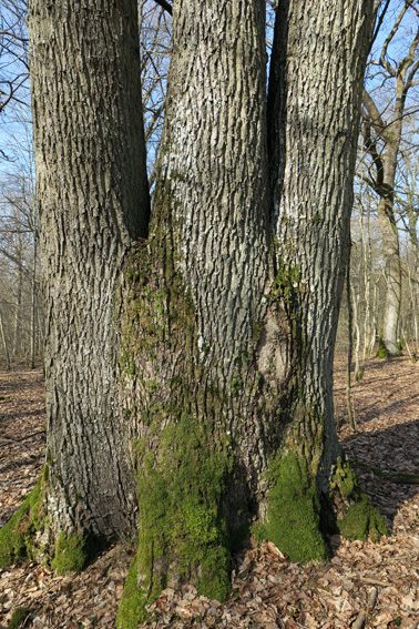 Quercus1a0