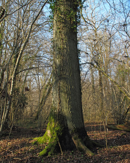 Quercus1a1