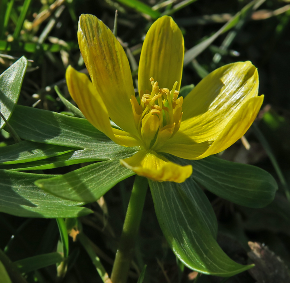 eranthis3