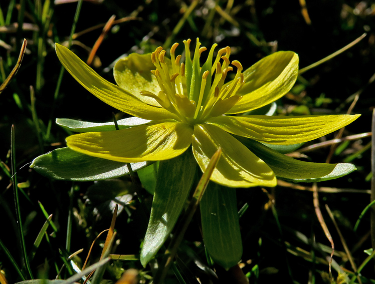 eranthis4