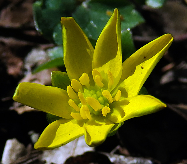 Ranunculus2a
