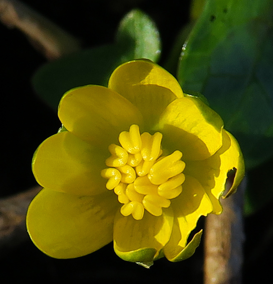 Ranunculus3