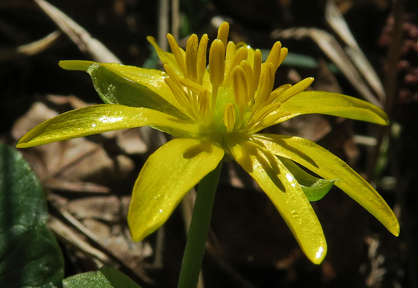 Ranunculus3a