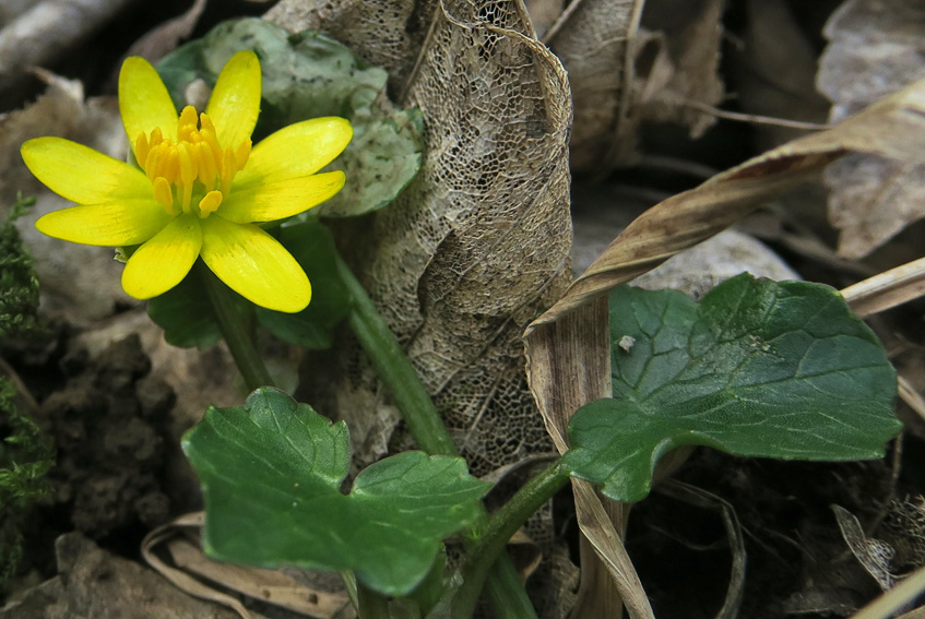 Ranunculus2