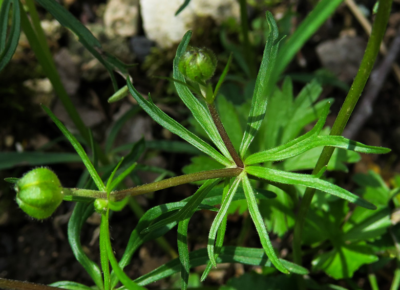 Ranunculus9d