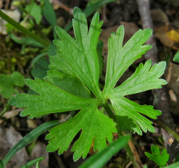 Ranunculus9c