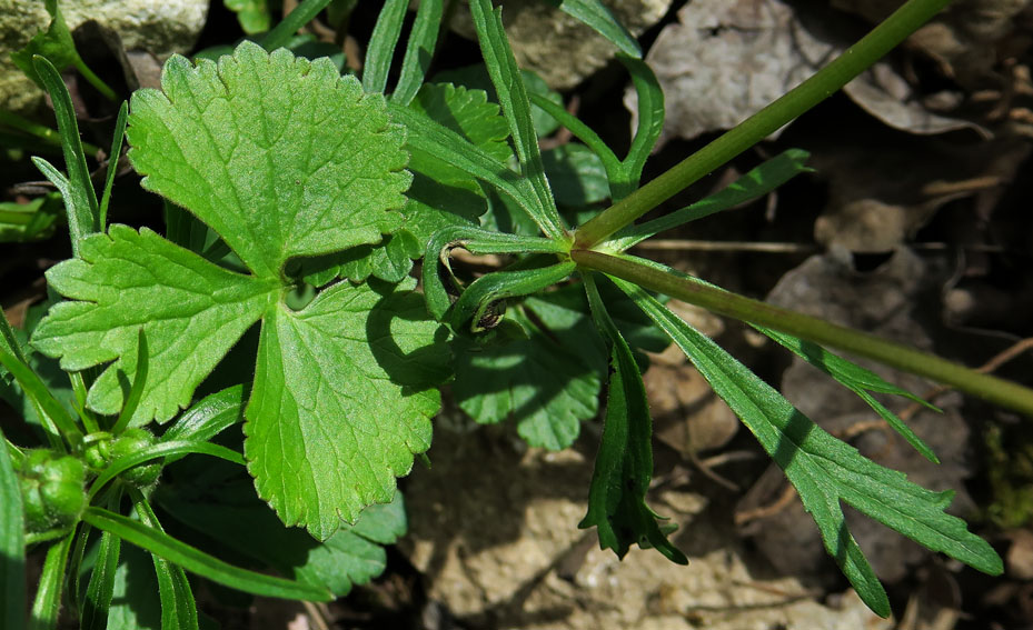 Ranunculus9b