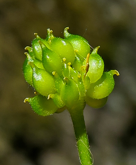 Ranunculus9g