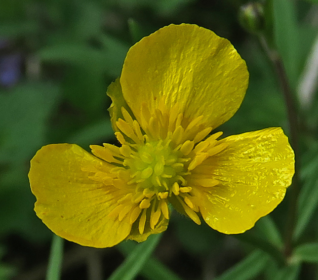 Ranunculus8