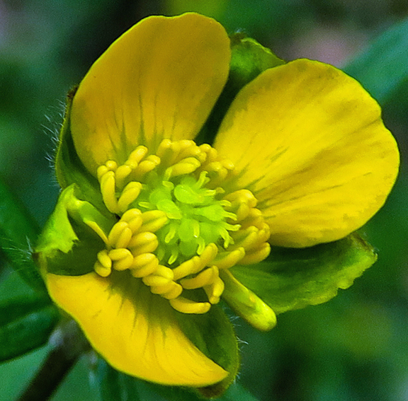 Ranunculus9f