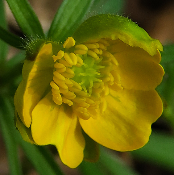 Ranunculus5