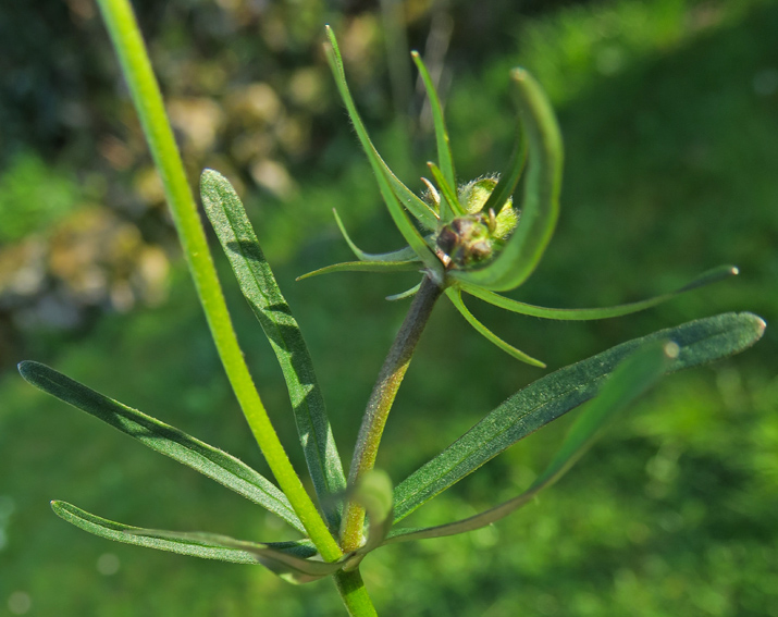 Ranunculus7