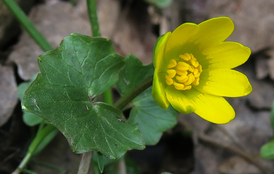 Ranunculus1