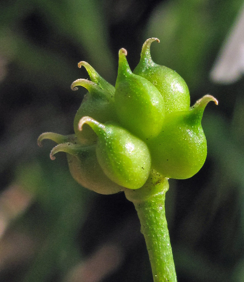 Ranunculus21