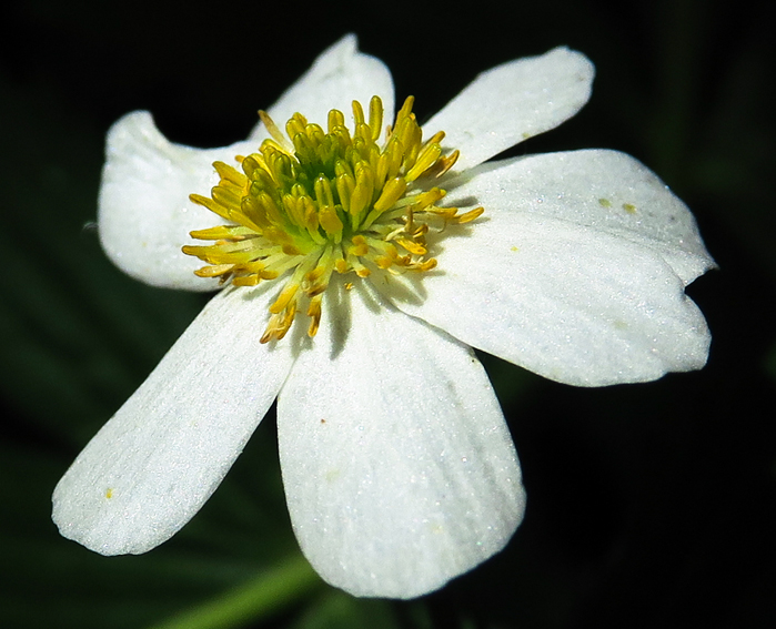 Ranunculus21a