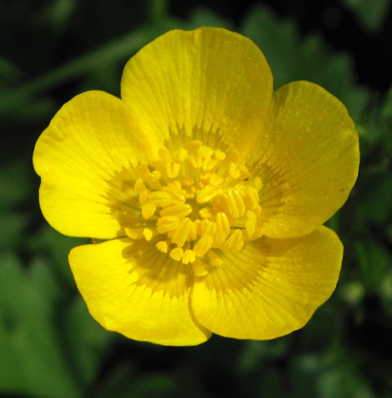 Ranunculus13