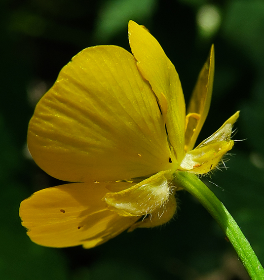 Ranunculus12