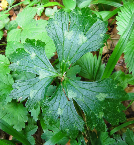 Ranunculus22a