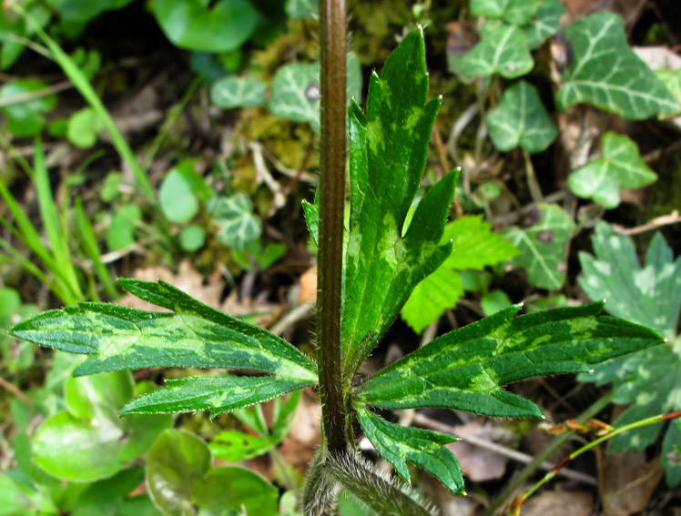 Ranunculus23