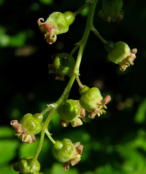 Ribes2