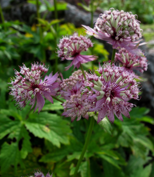 Astrantia2