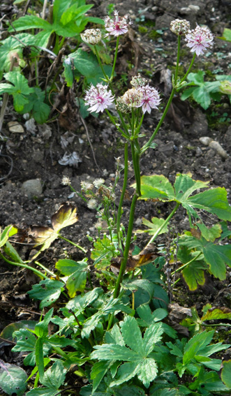 Astrantia0