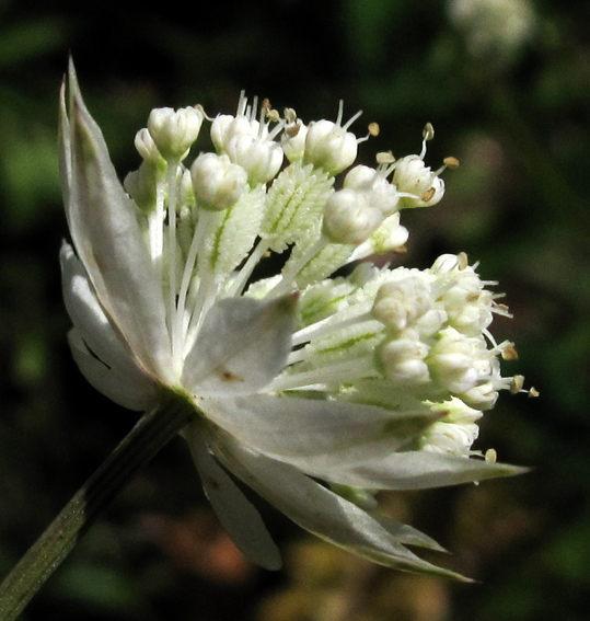 Astrantia3a